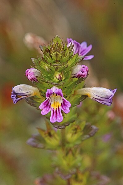 File:Euphrasia micrantha flower (04).jpg