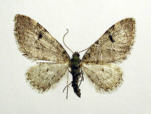 Eupithecia conterminata.jpg