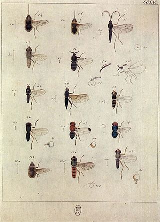 <span class="mw-page-title-main">Pseudopomyzidae</span> Subfamily of flies