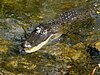 Alligator, Everglades National Park