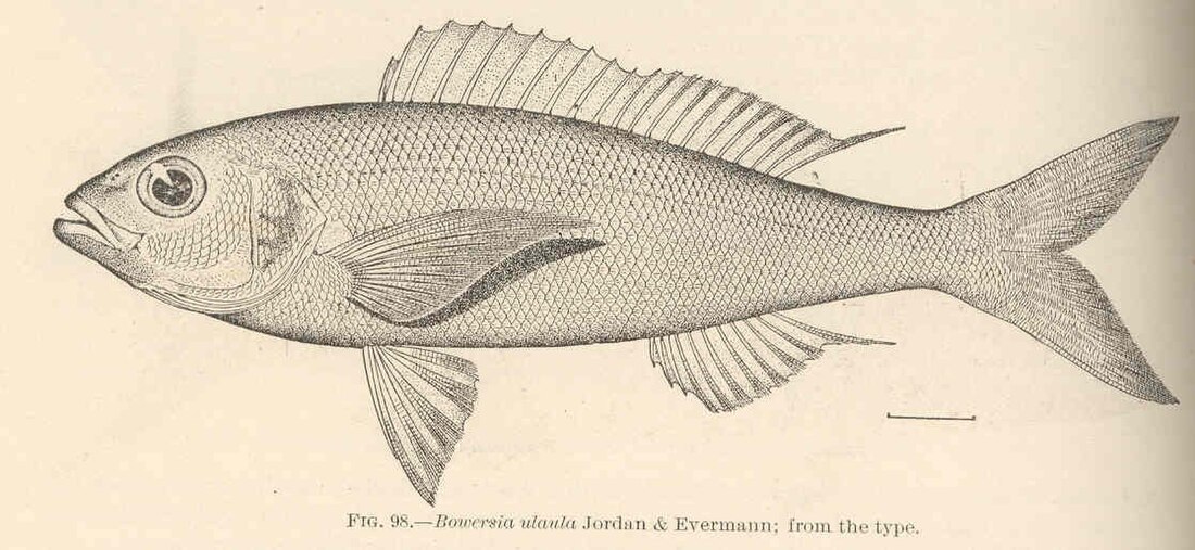 Pristipomoides sieboldii