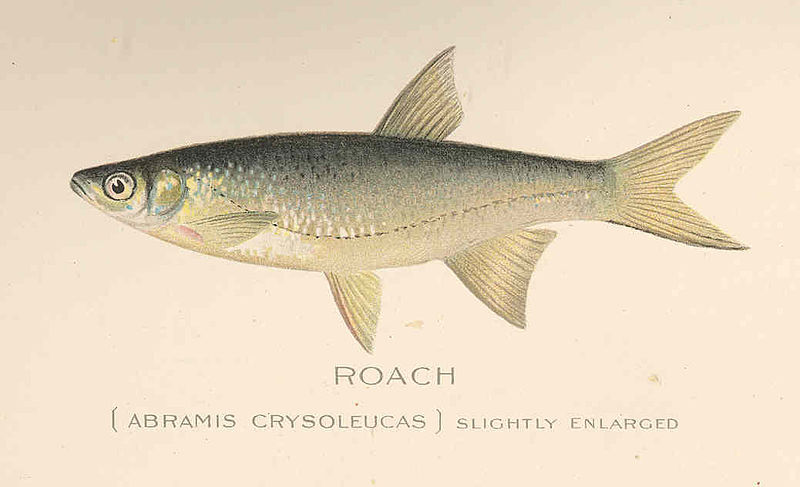 File:FMIB 43217 Roach (Abramis crysoleucas).jpeg