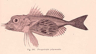 Pterygotrigla polyommata