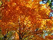 Fall-orange-maple-tree - West Virginia - ForestWander.jpg