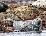 Farne Grey seal.jpg