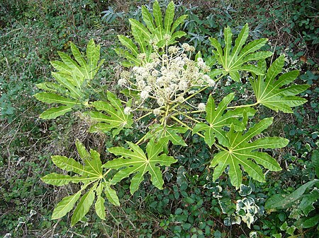 Fatsia