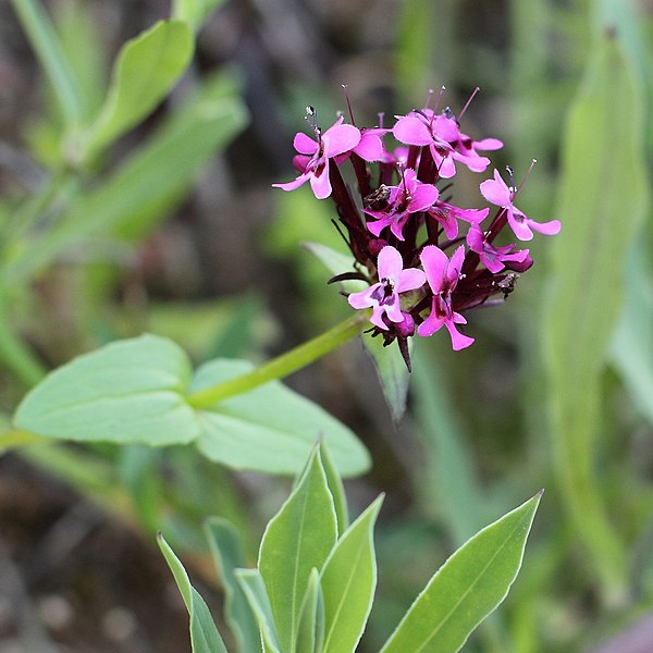 File:Fedia cornucopiae 152b.JPG