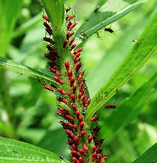 <i>Uroleucon nigrotuberculatum</i> species of insect