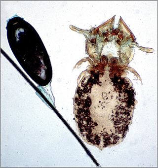 <span class="mw-page-title-main">Trichodectidae</span> Family of lice