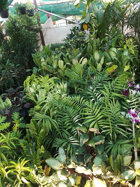 File:Fern Plants.jpg