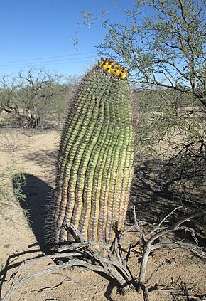 Description de l'image Ferocactus wislizeni (Giant Fishook Barrel Cactus) Arizona 2013.jpg.