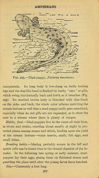 File:Field book of ponds and streams (Page 367) BHL4950095.jpg