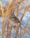 Thumbnail for File:Field sparrow in CP (41467).jpg