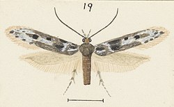 Fig 19 MA I437626 TePapa Plate-XXVII-The-butterflies full (cropped).jpg