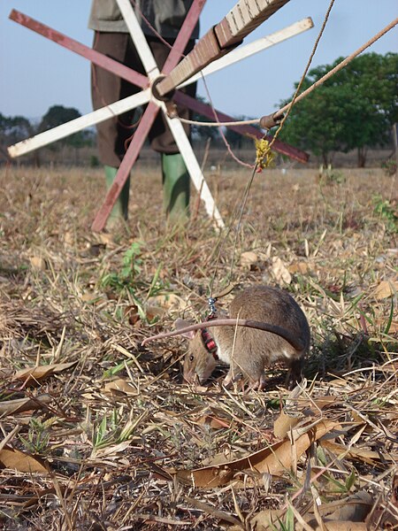 File:Finding Landmine.JPG