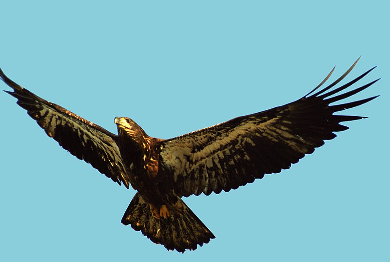 File:Fledging Bald Eagle.jpg