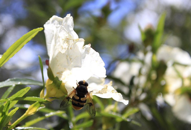 File:Flor 1 Cuenca Manzanares.jpg