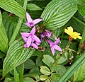 Panama. Rubiaceae?