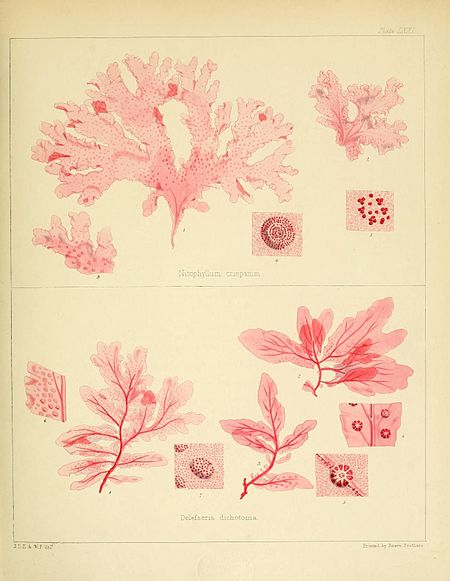 Plate LXXI; Made up of two smaller images of various species of algae. Fig I: Nitophylum crispatum Hook. fil. et Harv.; Fig II: Delefseria dichotoma Hook. fil. et Harv.; J.D.H., & W.F. del; Printed by Reeve Brothers