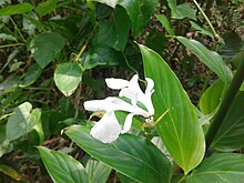 Flower of Schumannianthus dichotomus in bloom in the district of Lakshmipur, Bangladesh. Flower of Schumannianthus dichotomus.jpg
