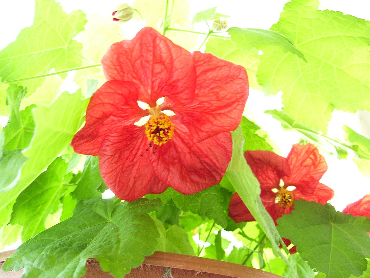 File:Flowering Maple.jpg - Wikimedia Commons