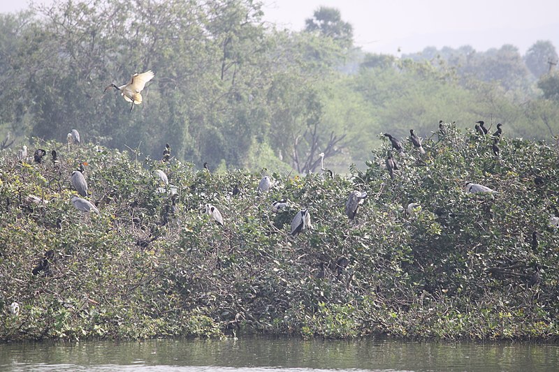 File:Flying Ibis at Vedanthangal.jpg