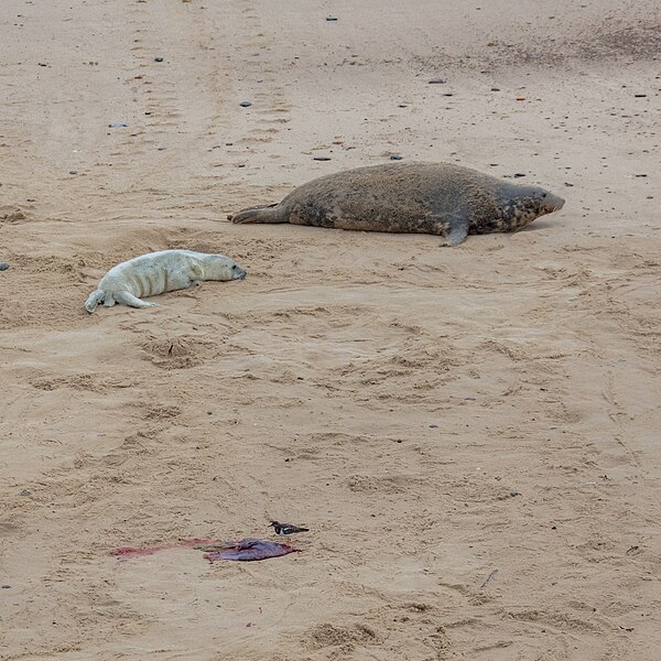 File:Focas grises (Halichoerus grypus), playa de Horsey, Norfolk, Inglaterra, 2022-11-20, DD 18.jpg