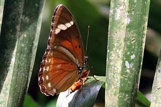 <i>Euphaedra eberti</i> Species of butterfly