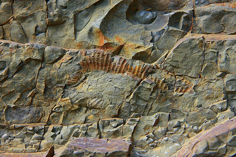 File:Fossil spotted at Medicine Beach, Pender Island.jpg