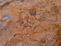 Fossils, Hatira Gulch, Negev, Israel מאובנים, נחל חתירה, הנגב - panoramio.jpg