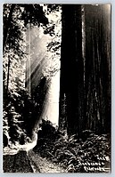 995 - Sunbeams & Redwoods