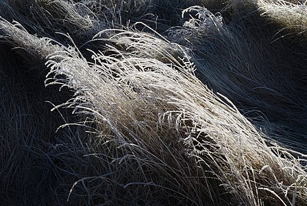 Frost on several varieties of grass