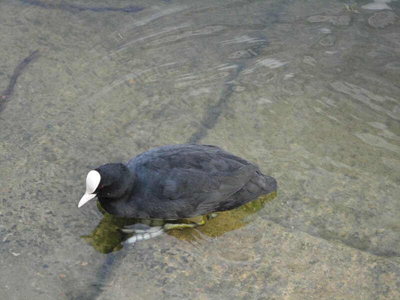 File:Fulica atra11.JPG