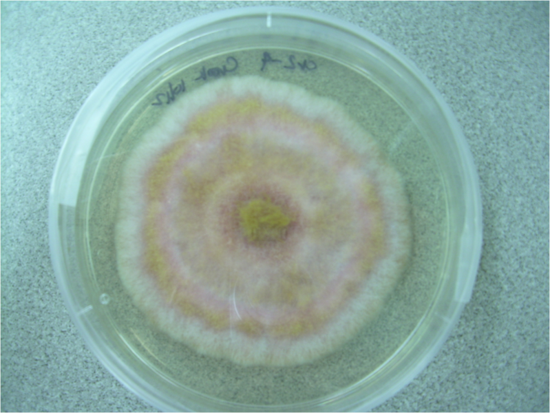 File:Fusarium plate 1.png