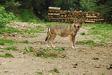 Il lupo, nuovo abitante delle Apuane