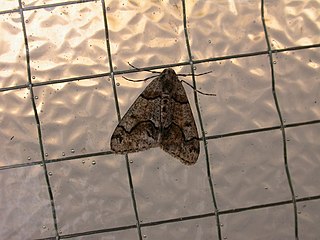 <i>Gabriola dyari</i> Species of moth