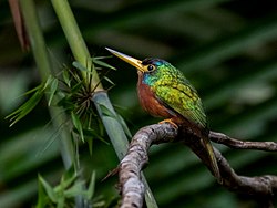 Galbula cyanicollis Blue-necked Jacamar (male); Porto Velho, Rondônia, Brazil 01.jpg