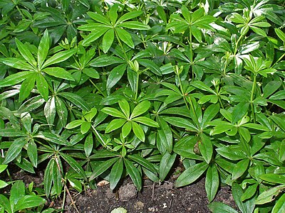 Galium odoratum Habitus