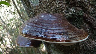 <i>Ganoderma tornatum</i> Species of fungus