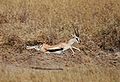 Gazella thomsonii in flight.jpg