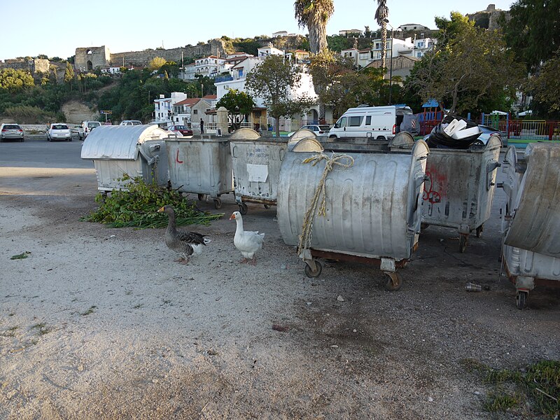 File:Geese and waste containers.jpg