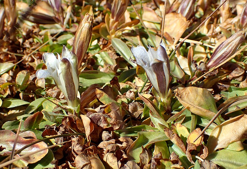 File:Gentiana newberryi kz02.jpg