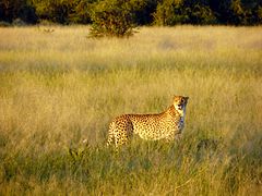 Chobe Nasionale Park