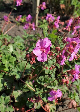 <i>Geranium albanum</i> Species of plant in the family Geraniaceae