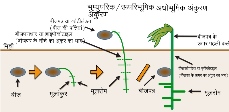 File:Germination-hi.svg