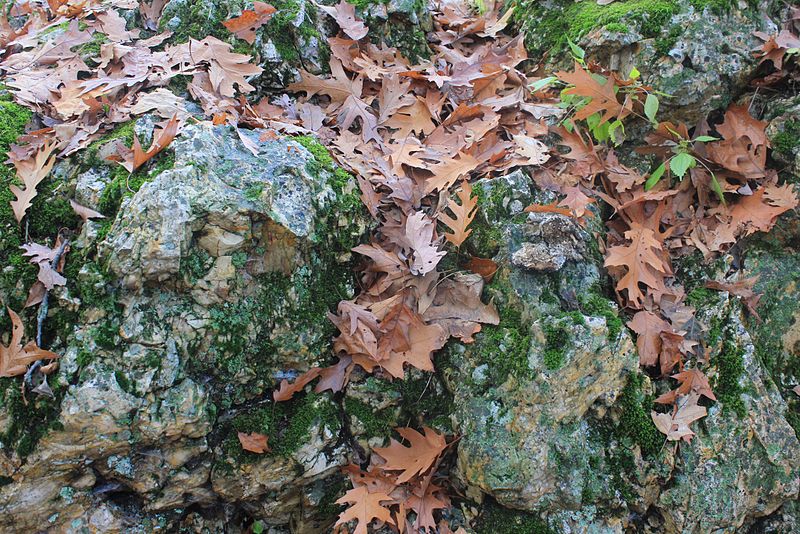 File:Gfp-rock-with-autumn-leaves.jpg