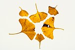 Thumbnail for File:Ginkgo biloba leaves in radial arrangement - 2019-10-25 focus stack.jpg