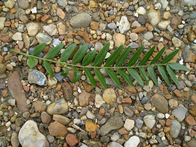 File:Gleditsia triacanthos 0.0 R.jpg