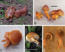 Gliophorus europerplexus (10.3897-mycokeys.7.5860) Figure 4.jpg