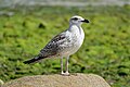 * Nomination Juvenile herring gull (Larus argentatus) in Île-de-Sein (Finistère, France). --Gzen92 09:22, 28 October 2020 (UTC) * Promotion  Support Good quality. --Andrew J.Kurbiko 11:41, 28 October 2020 (UTC)